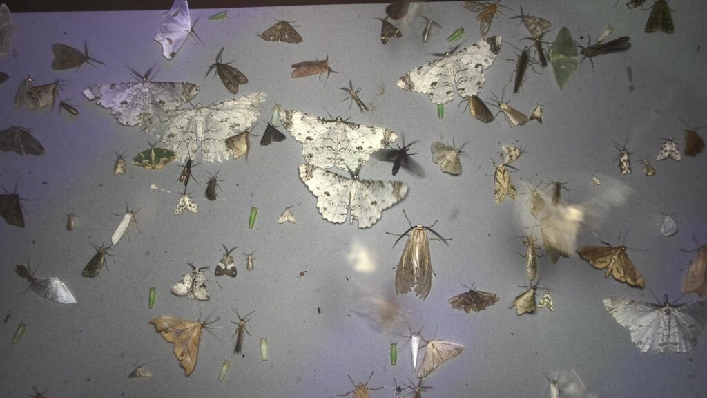 Automated insect monitoring system entocam2 20250525031011